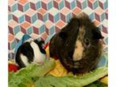 Bronco & Dawson, Guinea Pig For Adoption In Tujunga, California