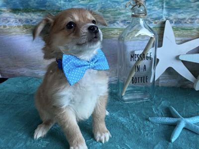 Oliver - Pomeranian & Chihuahua Mix Male Puppy for Adoption