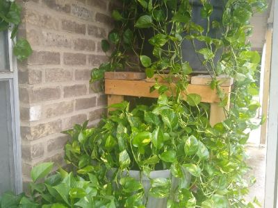 Ivy's plants for sale