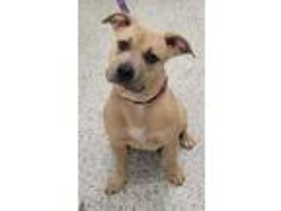 Adopt Quiche a Pit Bull Terrier, Mixed Breed