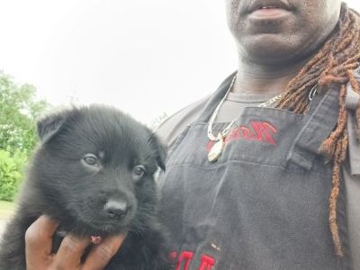 Black German shepherds puppies for sale