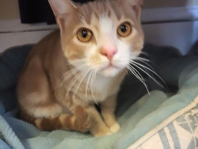 Red - Tabby & Domestic Short Hair Mix Male Cat for Adoption