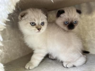 Gogo And Mochi - Scottish Fold Male & Female Kitten For Sale