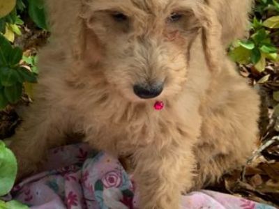 Goldendoodle Female