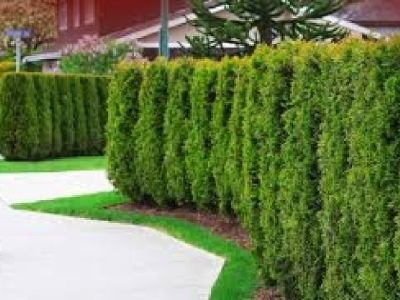 Plant a tree hedge or a tree in your home