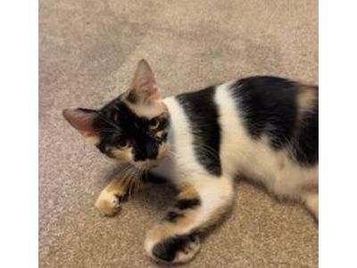 Beans - Domestic Shorthair Female Cat for Adoption