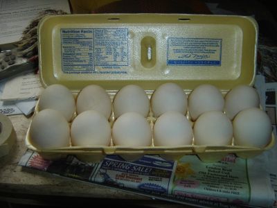 DUCK EGGS