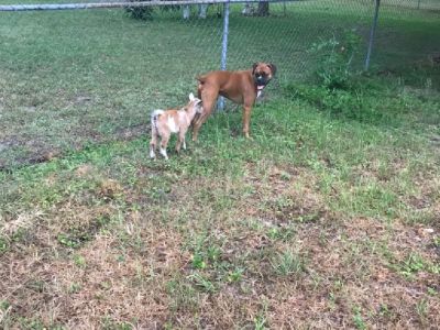 Nigerian Dwarf Goat FREE To Good Home