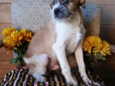 *Male Pug Mix pups for sale!*