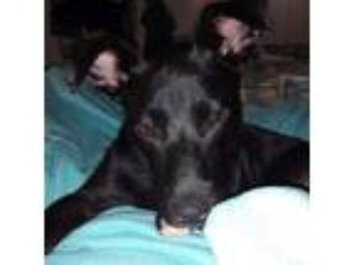 Adopt SHAY a Black Mixed Breed (Medium) / Mixed dog in Union City, PA (38957582)