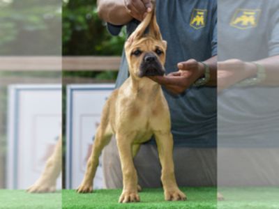 AKC REGISTERED CANE CORSO PUPPIES