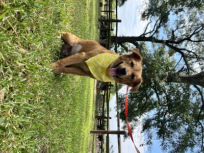 Goldy - Golden Retriever Mix Female Dog for Adoption