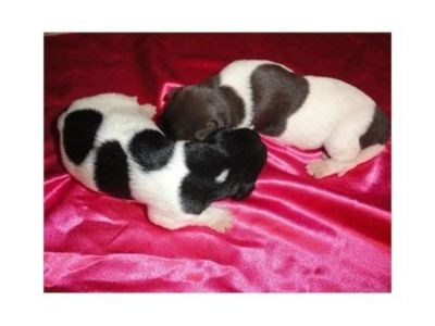 Labrador Hybrid Retriever Puppies & Started Dogs