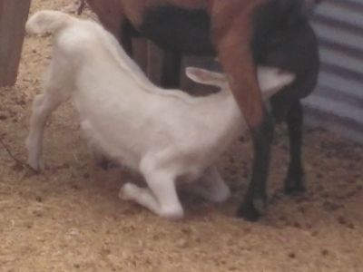 Goat wether hand raised 928-202-0994 text