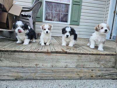 4 Puppies for sale. Corgi/poodle mix