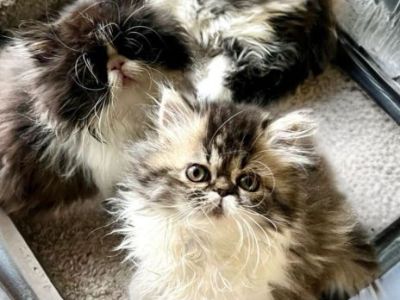 Persian kittens