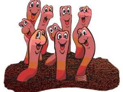 Worm Castings For Sale+Tampa