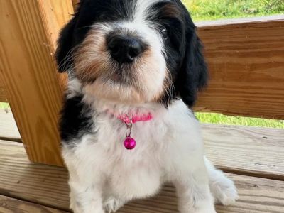 Mini Bernedoodle Puppies