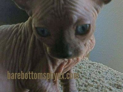 Bambino's sphynx elf