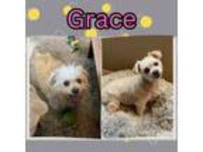 Adopt Grace a Shih Tzu, Poodle