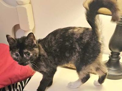 Caramel - Domestic Shorthair Female Cat for Adoption