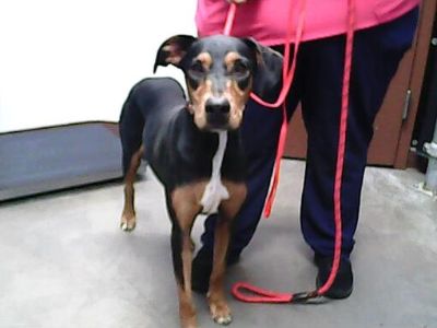 HARLEY - Doberman Pinscher Female Dog for Adoption