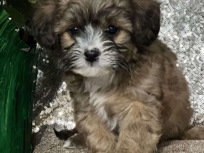 Genesis - Miniature Poodle Mix Puppy For Sale in New York