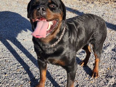 AKC German Rottweiler Puppies