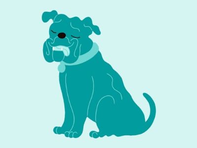Patches - Terrier (Unknown Type, Medium)/Pointer Mix Female Dog for Adoption