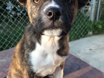 Brindle Pitbull mix puppy