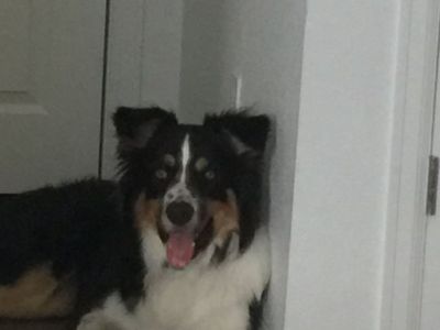 Rehome Australian Shepherd
