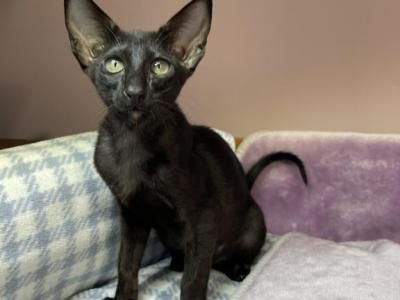 Asti - Oriental Female Kitten For Sale