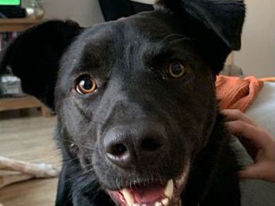 Kylo - Mutt Male Dog for Adoption