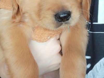 golden retriever puppies