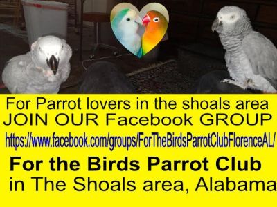Parrot Bird club in the Shoals area