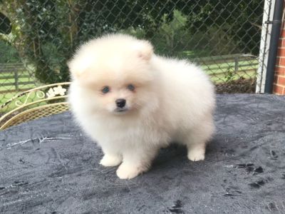 CKC Pomeranian: PIP