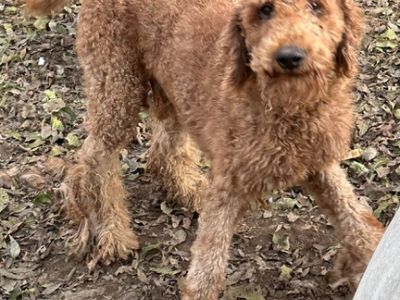 Poodle males