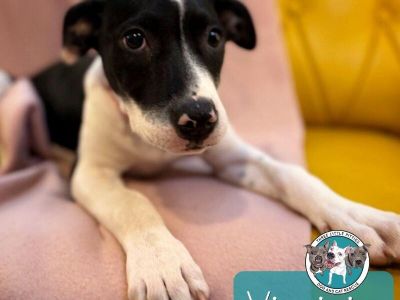 Virginia Askew - Pit Bull Terrier & Labrador Retriever Mix Female Puppy for Adoption