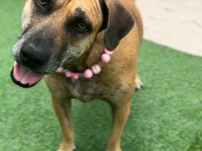 Momma - Black Mouth Cur Mix Female Dog for Adoption