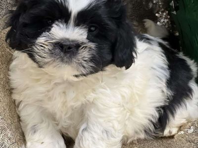 Jesper - Shih Tzu Puppy For Sale in New York