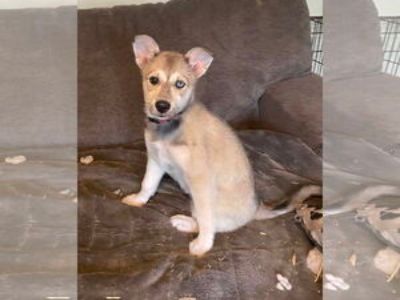 Karma - Female American Eskimo Dog-Huskies Mix Baby for Adoption