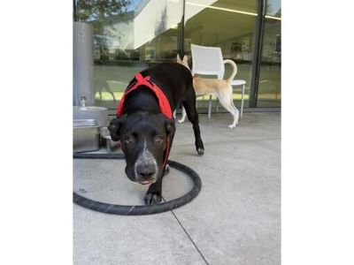 MADDY - Labrador Retriever Female Puppy for Adoption