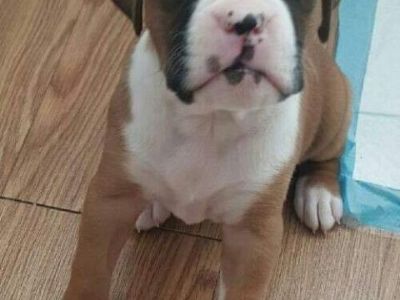 AKC registered boxer puppies