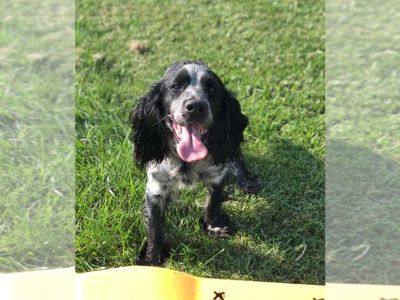 Boss man - English Springer Spaniel Male Adult Dog for Adoption