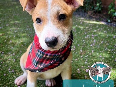 Lady heart nose presidential - Labrador Retriever & Pit Bull Terrier Mix Female Puppy for Adoption