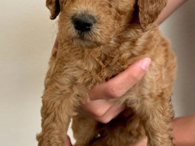 Litter of 10 F1b Goldendoodle Puppies