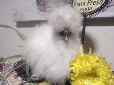 Silkie Chicks