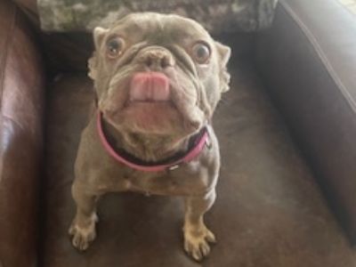 Marley - French Bulldog Female Dog for Adoption