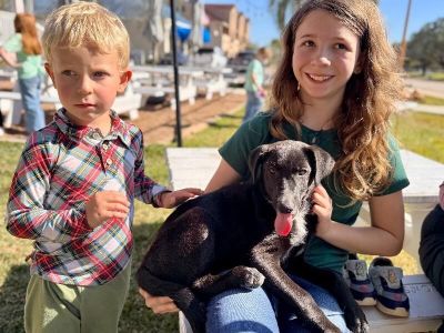 Miss Pink Color - Black Labrador Retriever & German Shepherd Dog Mix Female Puppy for Adoption