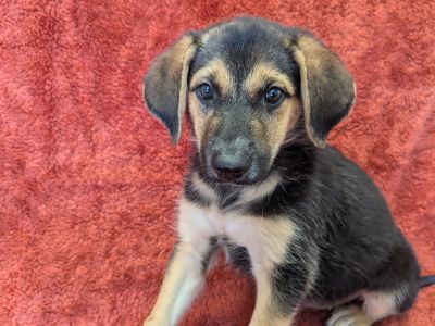 Angel - Golden Retriever & Shepherd Mix Female Puppy for Adoption